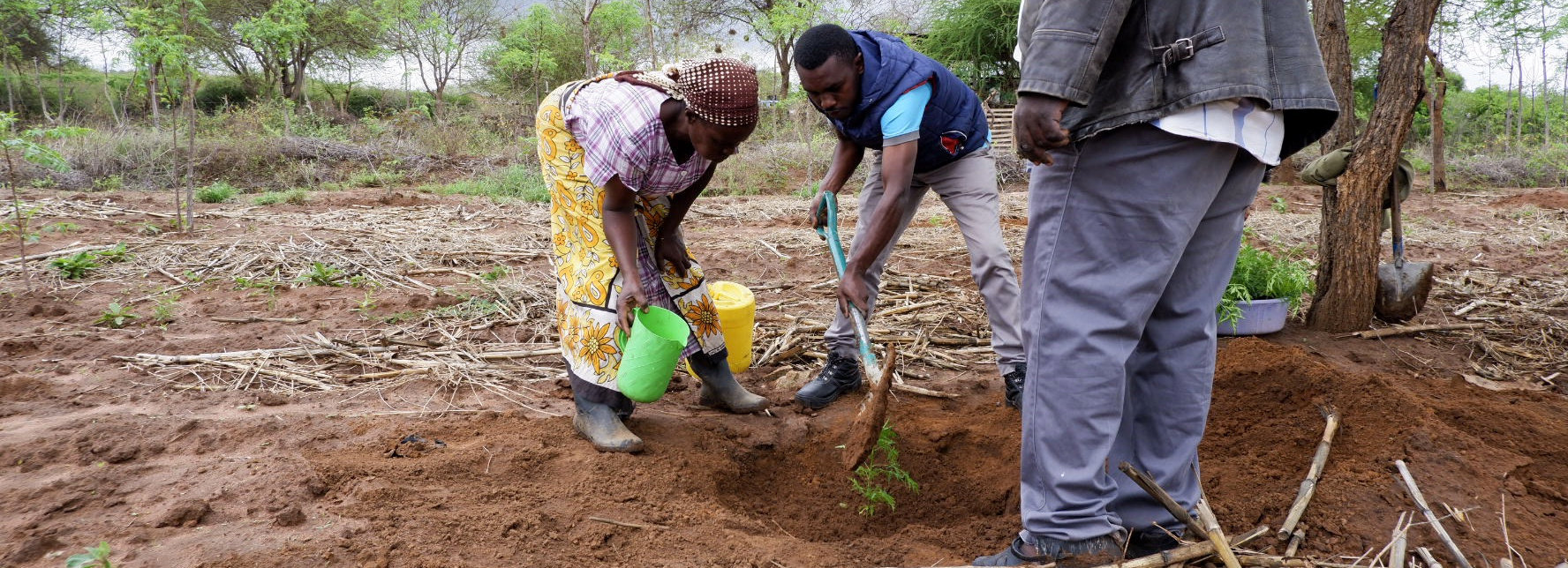 Kamutei bomen project